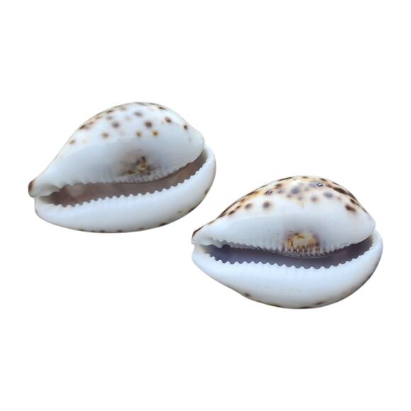 Carved Cowrie Shell Pair – Etched Birds Coastal Sea Shell Decor - Picture 2 of 7